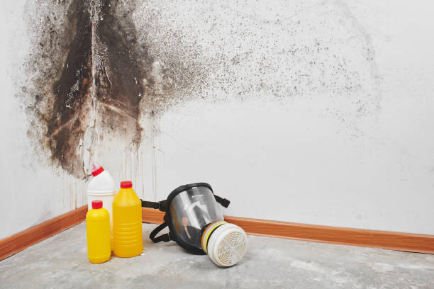 Best Home Mold Removal  in Maxton, NC