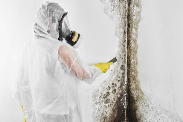 Best Mold Testing and Removal  in Maxton, NC