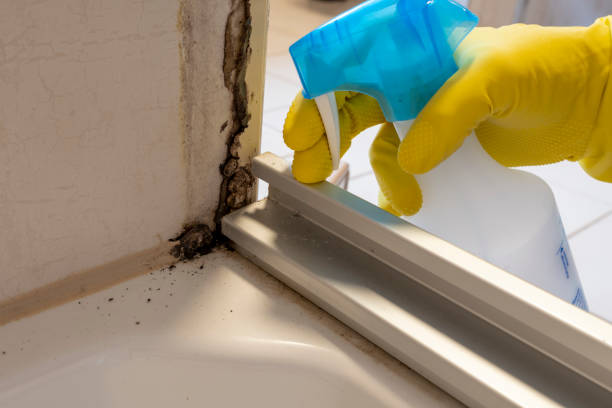Mold Removal Process in Maxton, NC