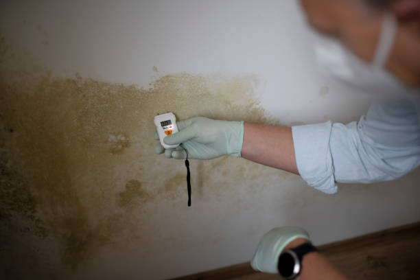 Best Best Mold Removal Companies  in Maxton, NC