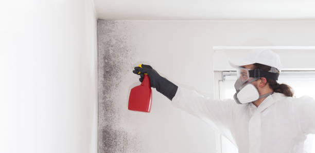 Best Toxic Mold Removal  in Maxton, NC