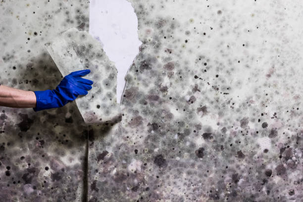 Best Crawl Space Mold Removal  in Maxton, NC