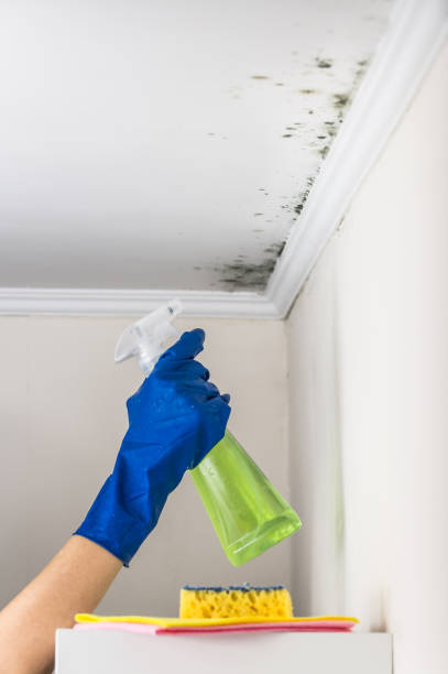 Best Certified Mold Removal  in Maxton, NC